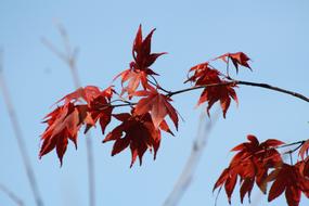 Close-up of the beautiful, red leaves on the branches of the plant, in the autumn, under the blue sky