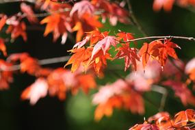 bright leaves of japanese maple