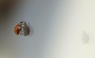 Ladybug Beetle climb Reflection