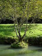 tree on the river near the shore