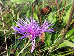 purple cornflower at green grass