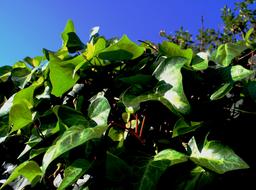 Beautiful and colorful, shiny ivy plant with leaves, in sunlight, under the blue sky