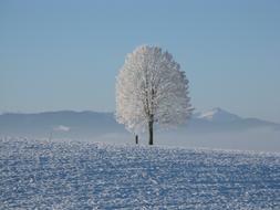 Winter Snow White