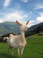 white Goat In Austria