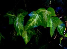 Beautiful, green and white ivy plant with shiny leaves