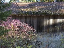 Old Wooden Shed Moss at fall