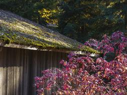 moss on the roof of an old wooden barn