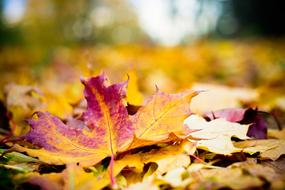 macro picture of Autumn Wood Foliage