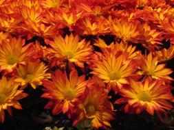 goodly Orange Flowers
