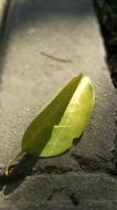 green leaf, sunlight, shadow