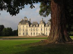 old tree on the background of a castle in france