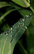 water droplets on green leaf in blurred background
