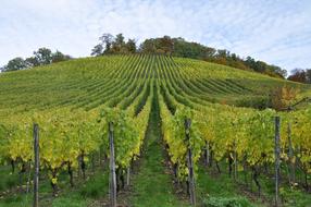 Vineyard Enz Sternenfels Autumn