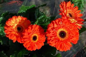 Close-up of the beautiful, red, yellow, orange and brown flowers in sunlight, in the garden