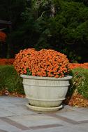 clay outdoor pot Flowers