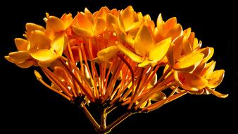 unusually beautiful orange Flowers