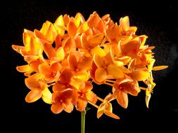 goodly Blossom orange sun