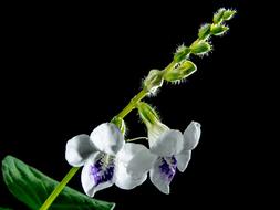 wonderful Wild Orchid Blossom