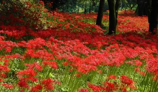 field of red amaralis in japan