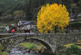 Gingko Tree Ishibashi Countryside