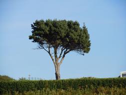 Beautiful landscape with the pine tree with leaves, among the colorful plants, under the blue sky