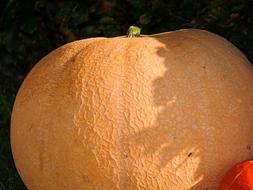 Close-up of the beautiful, orange pumpkin in sunlight and shadows, in the autumn