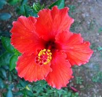 Hibiscus Red Flower
