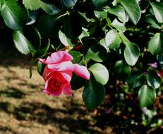 pink rosebud on a bush in the garden