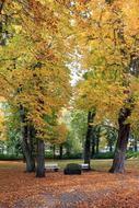 Park Tree Autumn