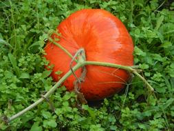 Squash Garden