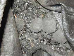 Coal Black Bag