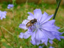 Bee on Blue Flower in garden