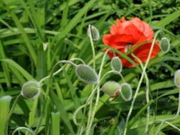 Poppy Bud red green