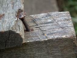 Old Rust metal Nail