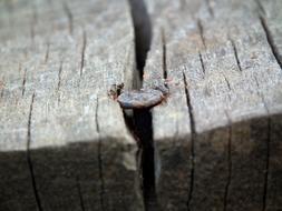 Nail Old Rust in wooden boards