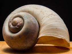 Shell Snail blur