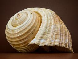 Closeup photo of Shell Snail