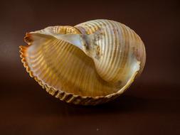 Shell Snail macro