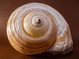 Close-up of the beautiful and colorful, shiny spiral shell in light