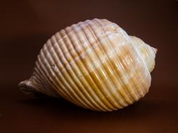 embossed seashell, close-up