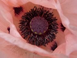 Poppy Blossom macro