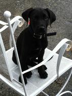 Labrador Baby at white chair