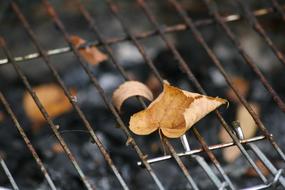 Autumn Fall Foliage on grill