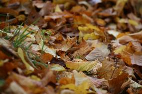 Autumn Leaves Fall Foliage Golden