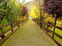 alley among autumn trees in Aosta Valley