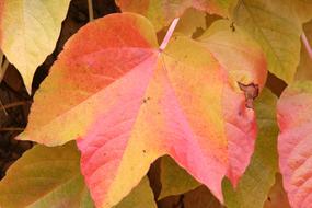 Autumn Fall Red Foliage tree