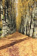 Autumn Avenue landscape