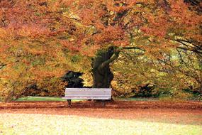 bench under a huge tree in autumn