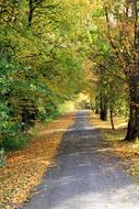 Beautiful path among the colorful plants with leaves, in sunlight and shadows, in the autumn