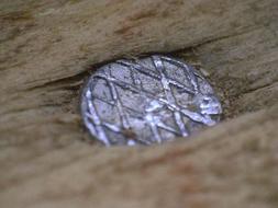 nail in the board close-up